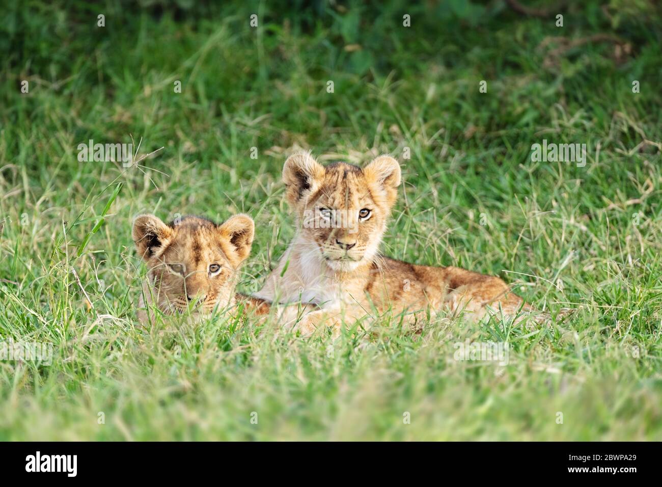 Dos cubas de león lindas yacen juntos en los pastizales de Kenia, África Foto de stock
