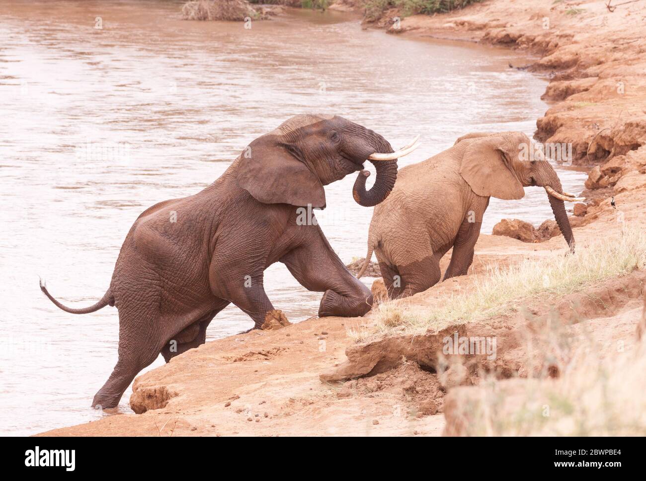 Elefantes subiendo por la orilla del río de rodillas en Samburu Kenia Foto de stock