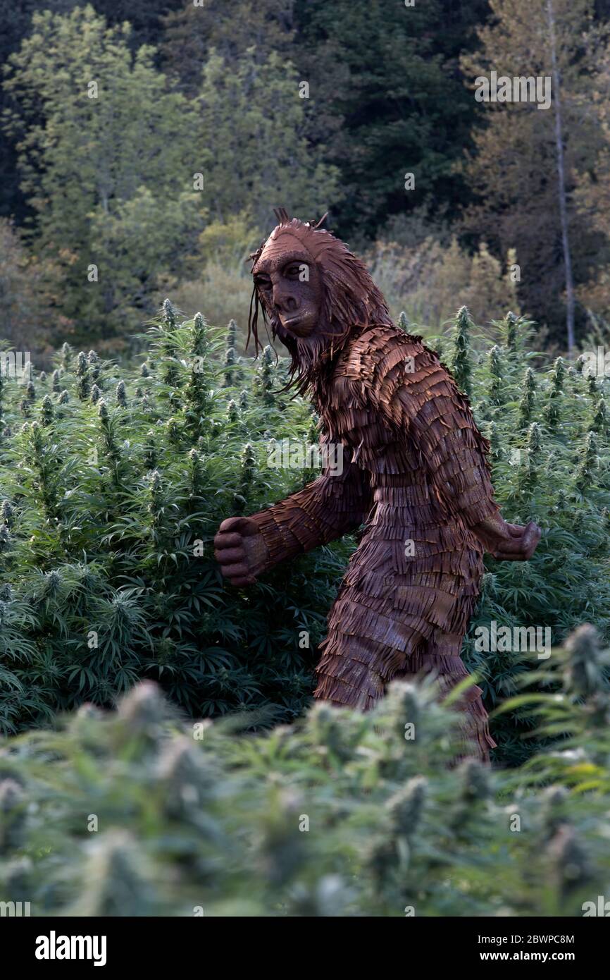 Patudo pasando a través de la cepa "cannabis sativa" del campo de cáñamo orgánico, pm luz. Foto de stock