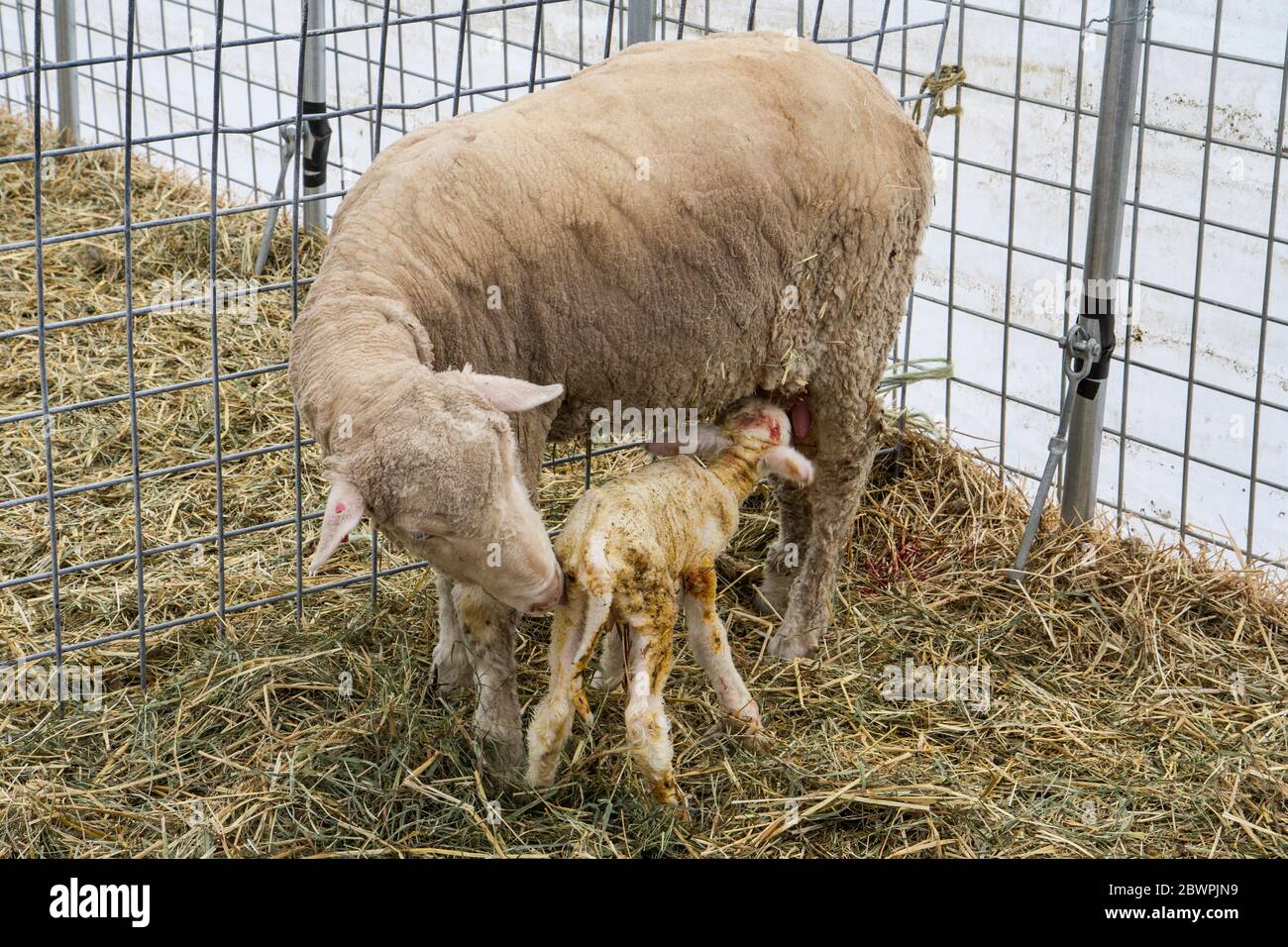 Un cordero recién nacido de menos de una hora de edad de alimentación. Foto de stock