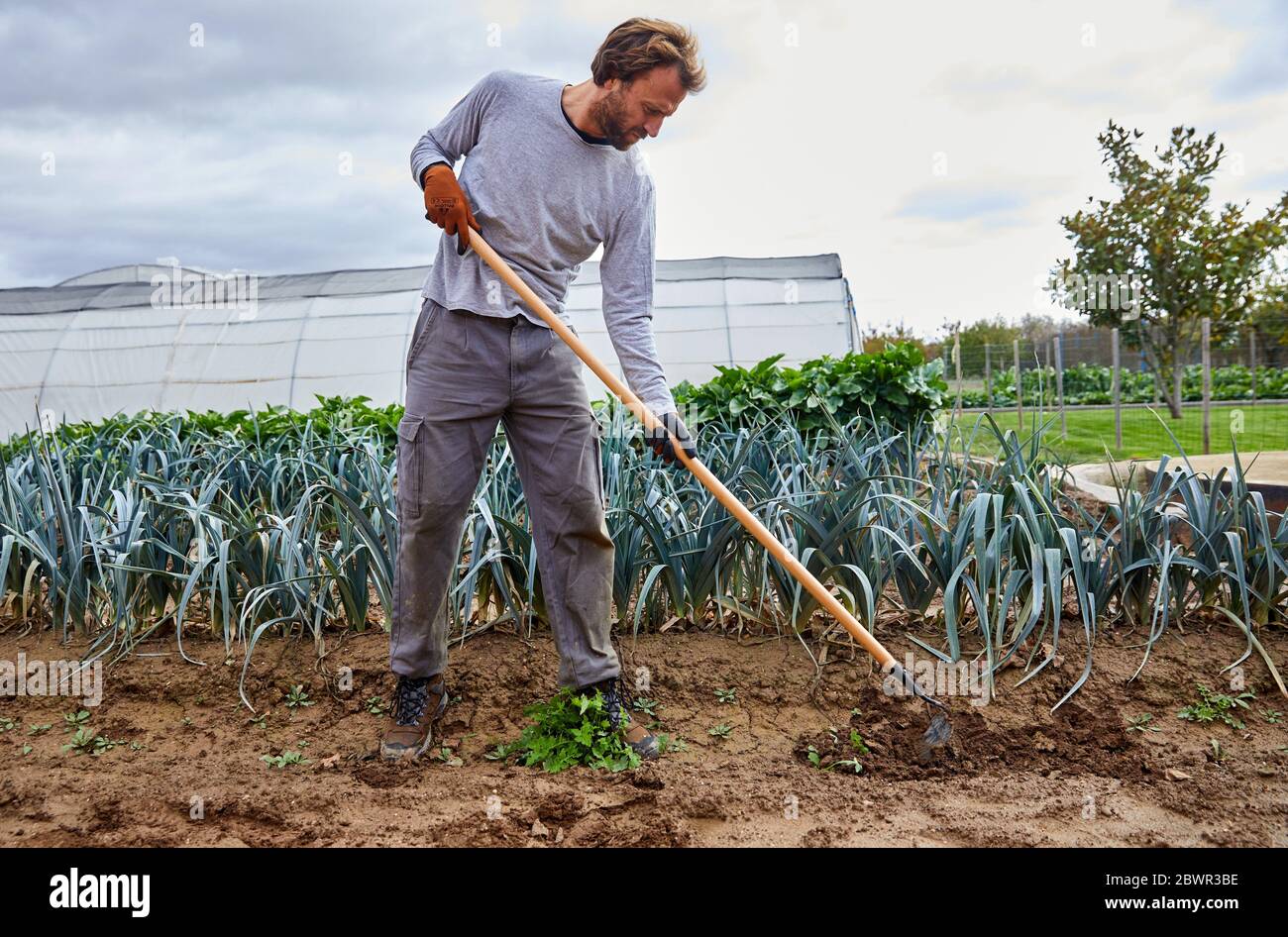 Agricultor cultivando tierras con herramienta manual, campo de Leek, Huerto, Calahorra, la Rioja, España, Europa Foto de stock
