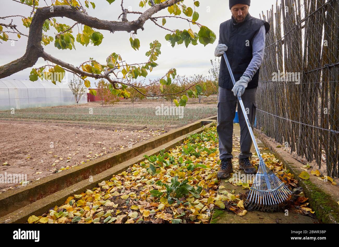 Agricultor recogiendo hojas con rastrillo, Huerto, Calahorra, la Rioja, España, Europa Foto de stock