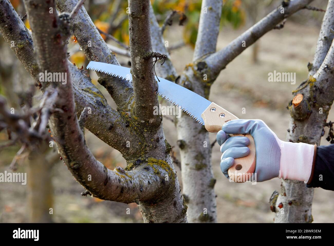 Agricultor podadora de árboles frutales con sierra de poda, campo Agropecuario, Calahorra, la Rioja, España, Europa Foto de stock