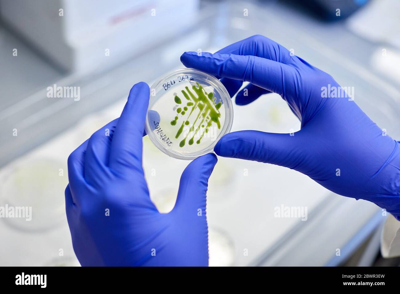 Muestras bacterianas, Laboratorio químico, Investigación Agrícola y medioambiental, Araba, país Vasco, España Foto de stock
