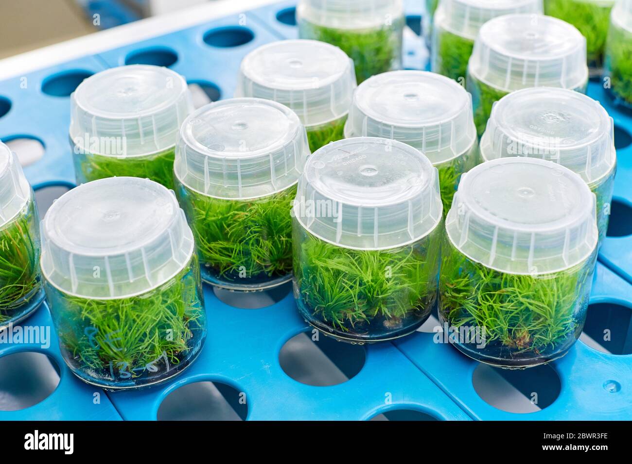 Cámara de cultivo in vitro, Investigación forestal y medioambiental, Araba, país Vasco, España Foto de stock