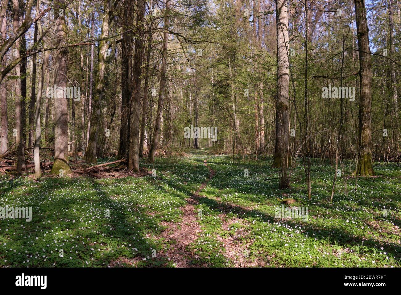 Camino Estrecho A Traves De Bosque Deciduo Primaveral Bosque Bialowieza Polonia Europa Fotografia De Stock Alamy