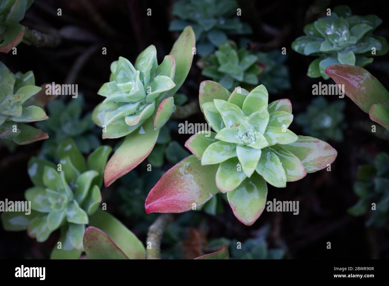 Genus sedum fotografías e imágenes de alta resolución - Alamy