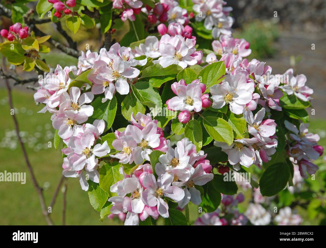 Apple Blossom, Kearney Village, Co Down, Irlanda del Norte Foto de stock