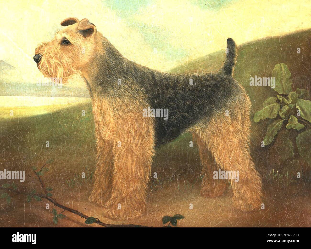 Retrato de Galés Terrier en el paisaje por Bob Venables Foto de stock