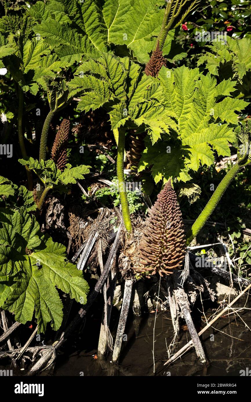 Las hojas gigantes y los picos de flores inflorescencias de una Gunnera manicata. Foto de stock