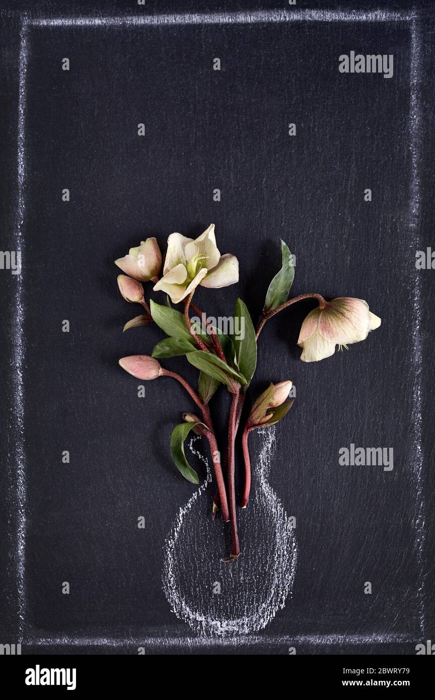 Flores negras reales fotografías e imágenes de alta resolución - Alamy