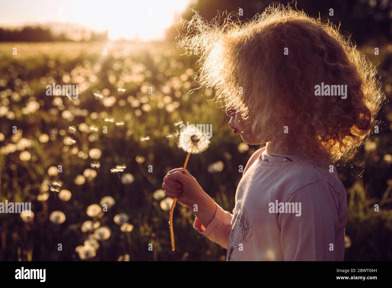 Enfoque selectivo lindo cabello rubio rizado chica soplando diente de león flor cabeza, plántulas volar lejos, positivo brillante puesta de sol en el campo rural. Foto de stock