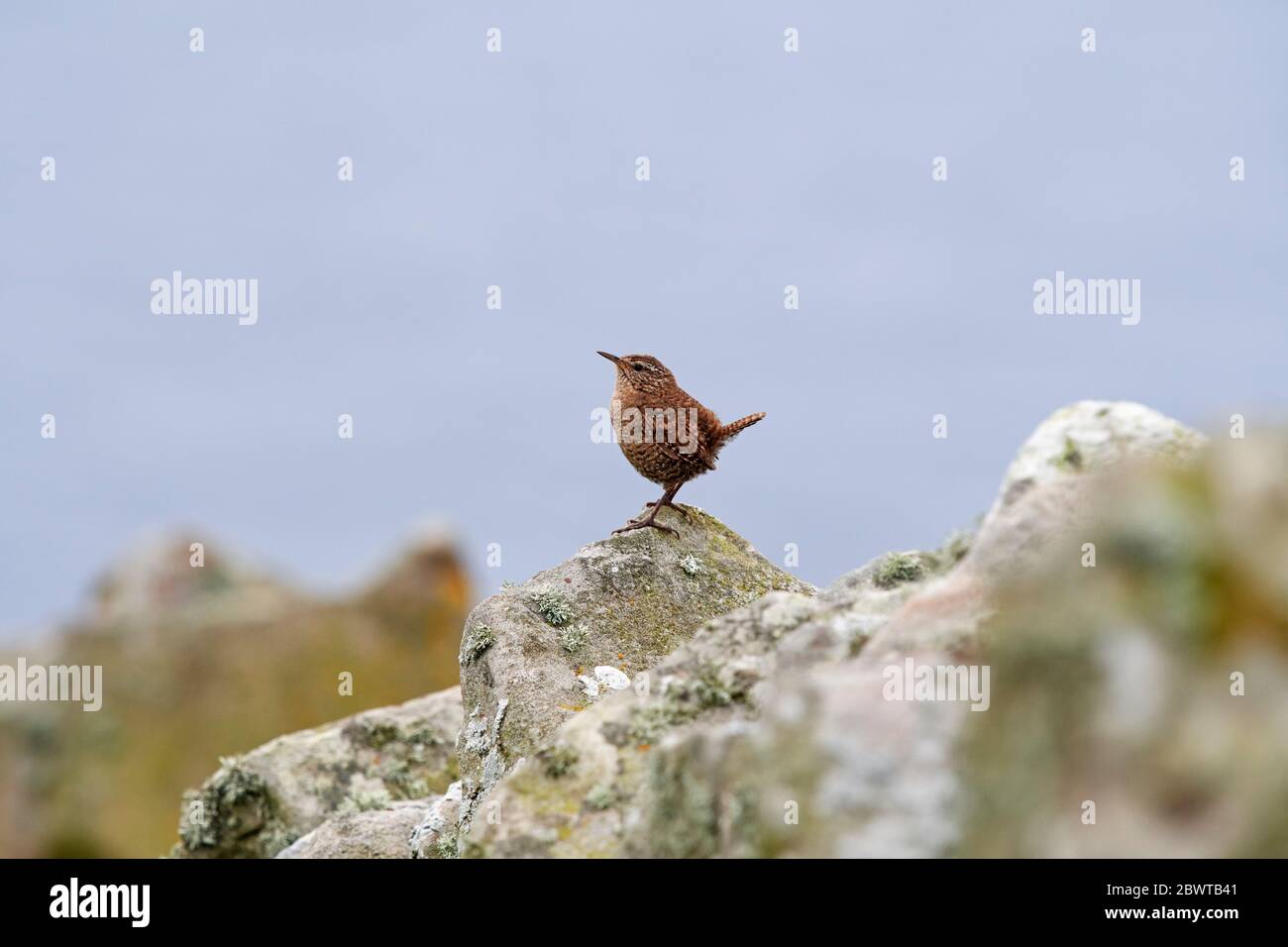 Shetland Wren (trogloditas trogloditas) Reino Unido Foto de stock