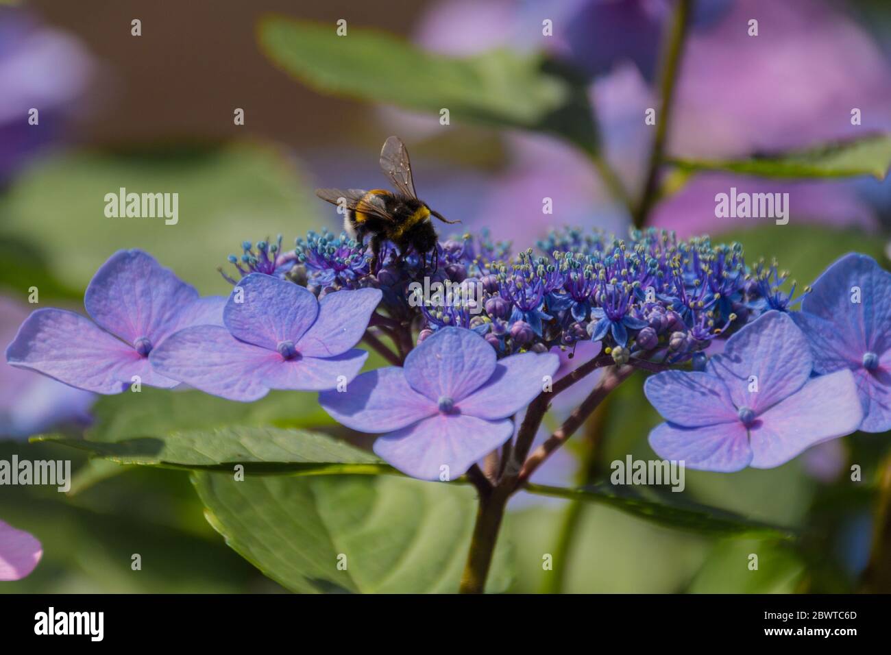 Una abeja de miel recoge polen en una flor púrpura floreciente de la hortensia. Foto de stock