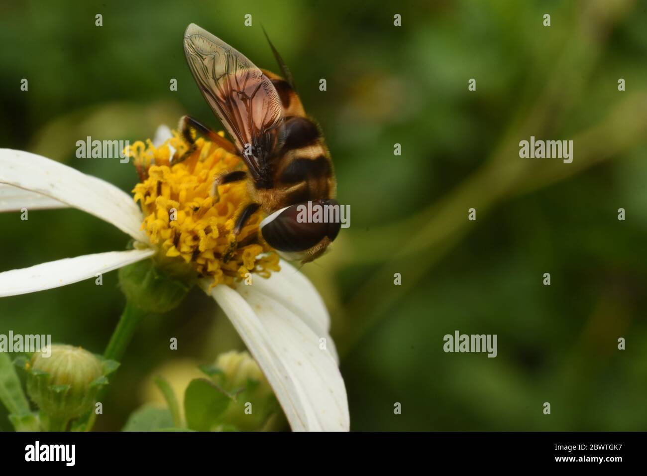 Un aerodeslizador encaramado en una flor de margarita tridax Foto de stock