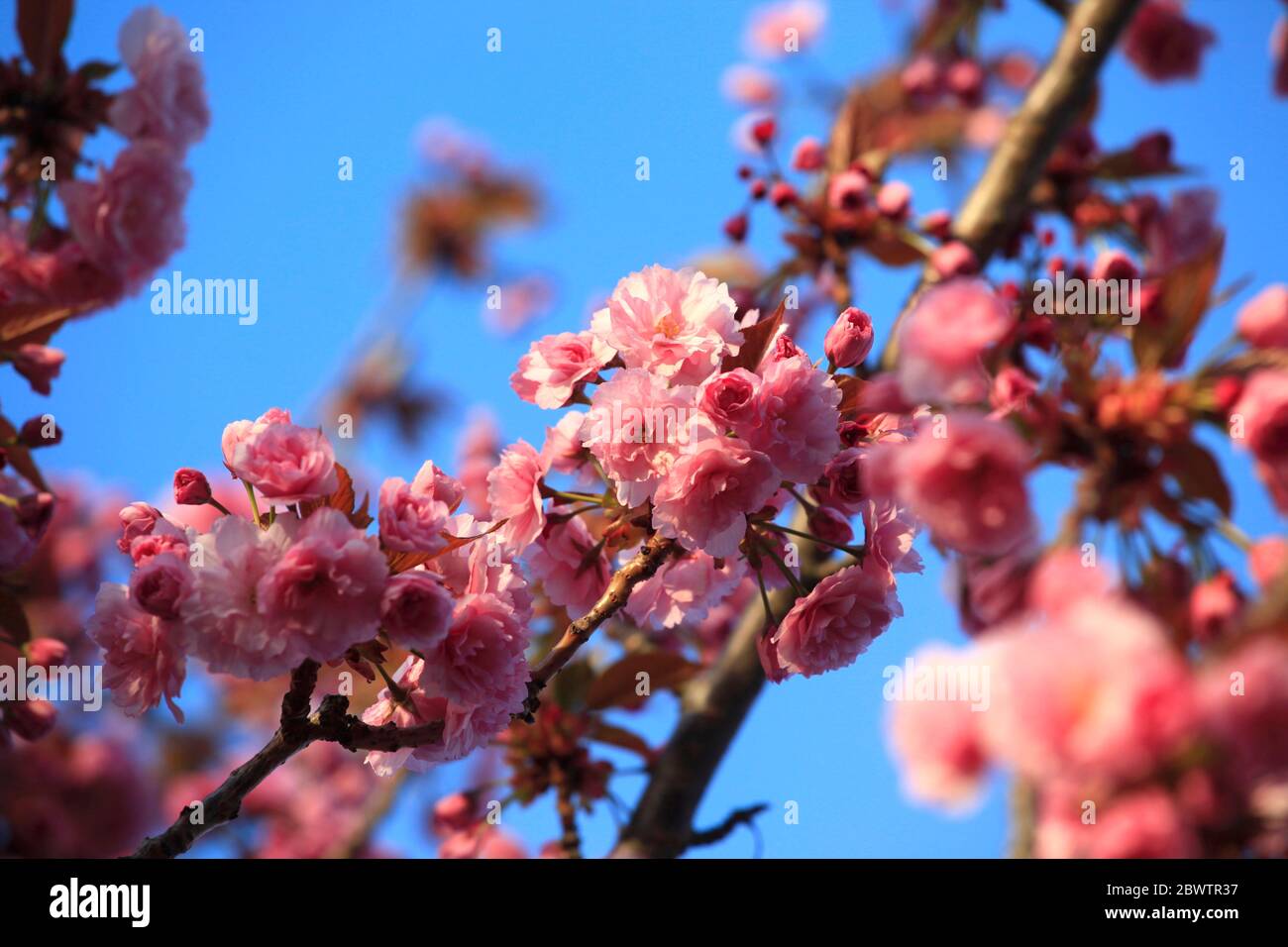 Alemania, Vista en ángulo bajo de los cerezos en flor de color rosa Foto de stock