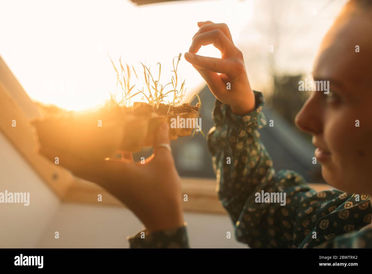 Mujer joven que sostiene la planta de espinaca en la ventana en contraluz Foto de stock