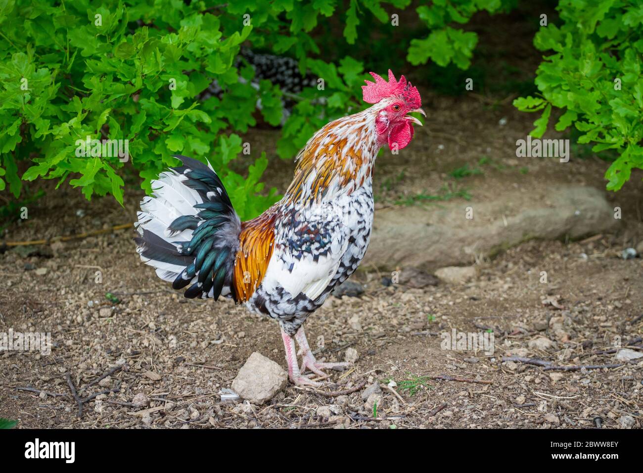 Steinhendl/ Stoapiperl rooster - un pollo razas amenazadas de Austria Foto de stock