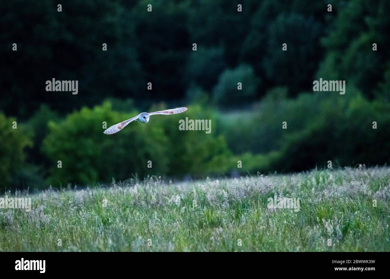 Británico Barn Owl en vuelo sobre campos a última hora de la noche de acuartelamiento ligero sobre tierras de cultivo y pastizales para la alimentación Foto de stock