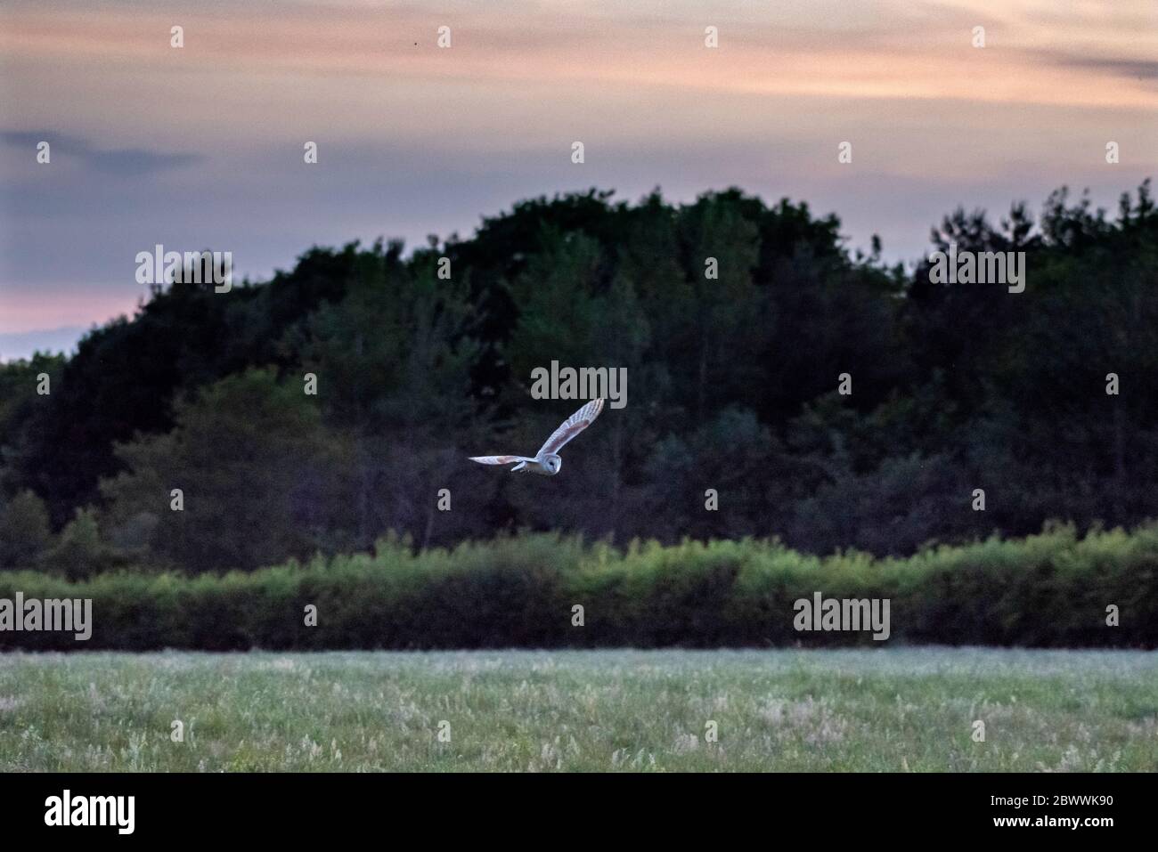 Británico Barn Owl en vuelo sobre campos a última hora de la noche de acuartelamiento ligero sobre tierras de cultivo y pastizales para la alimentación Foto de stock
