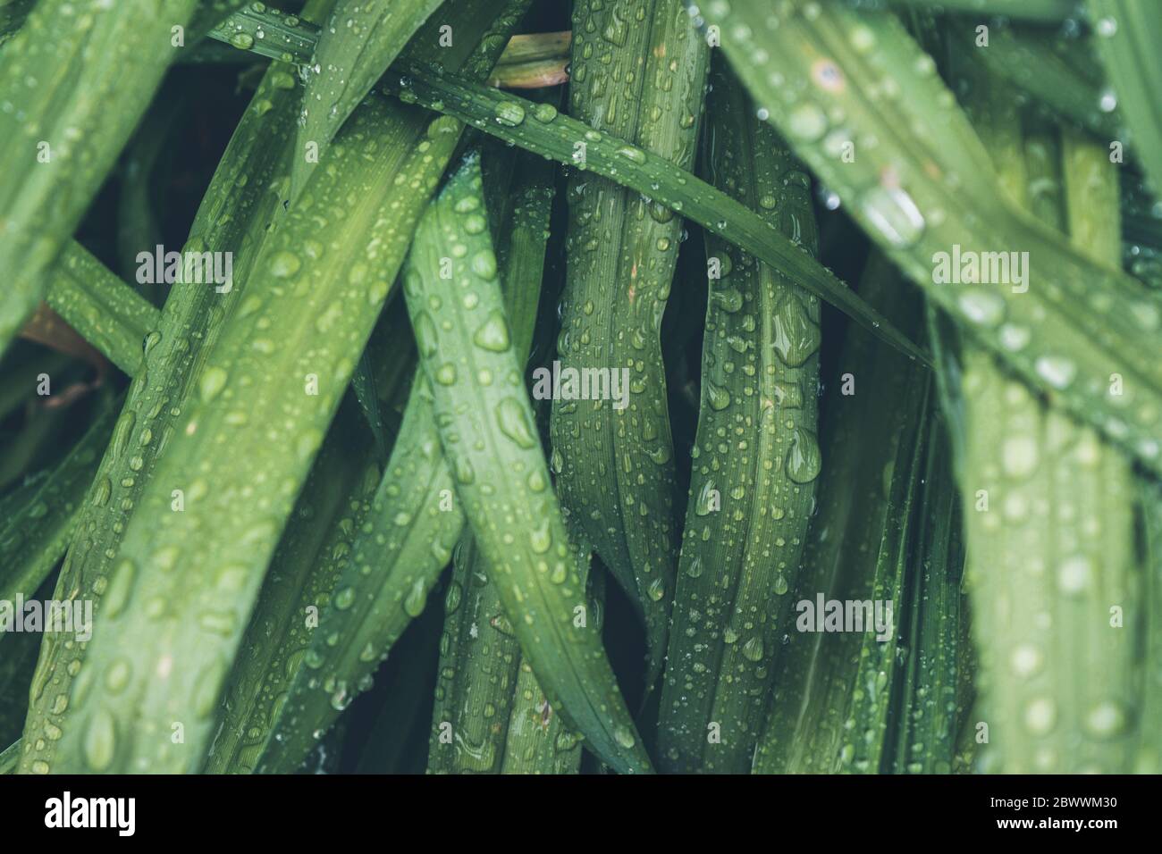 Imagen natural de las gotas de agua de lluvia en hojas de color verde oscuro en el primer plano Foto de stock