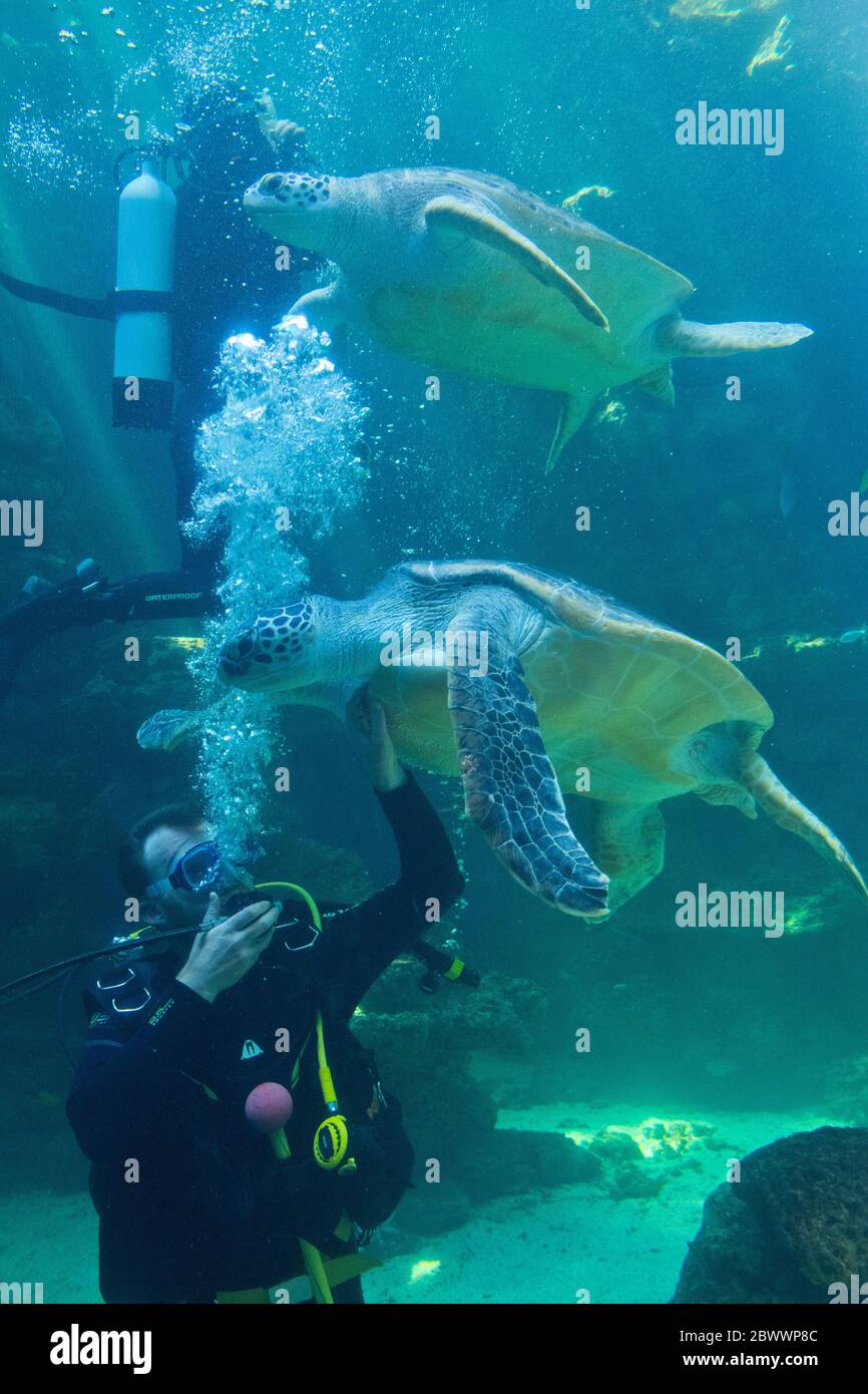Stralsund, Alemania. 3 de junio de 2020. Buceadores bucean con tortugas en  un acuario en el Meeresmuseum de Stralsund. Entre 2021 y 2023, el Museo  Oceanográfico se modernizará ampliamente. Las exposiciones serán