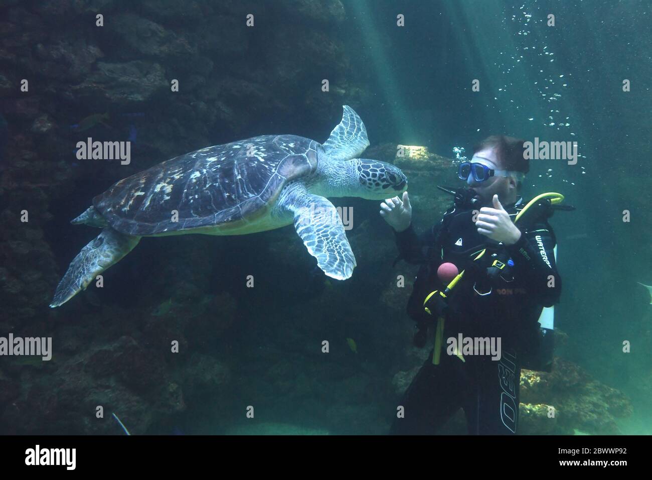 Stralsund, Alemania. 3 de junio de 2020. Un buceador se zambulle con una  tortuga en un acuario en el Museo Marino de Stralsund. Entre 2021 y 2023,  el Museo Oceanográfico se modernizará
