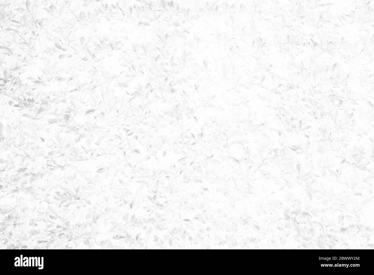 Hojas blancas planta en estilo fósil sobre textura de pared de concreto