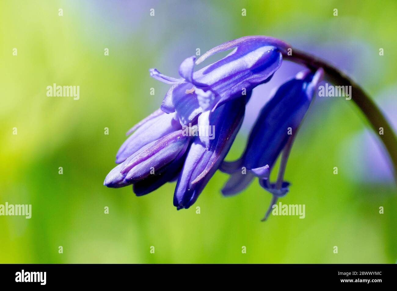 Bluebell o jacinto silvestre (endymion non-scriptus o hyacintoides non-scripta), cerca de una sola planta de floración con poca profundidad de campo. Foto de stock