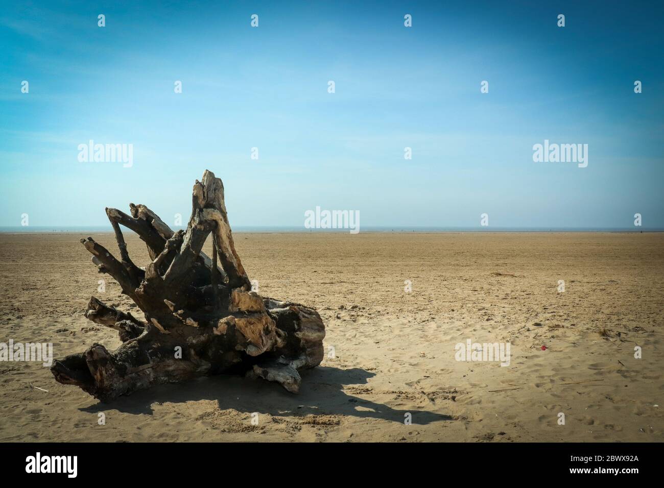 Driftwood en la playa Foto de stock