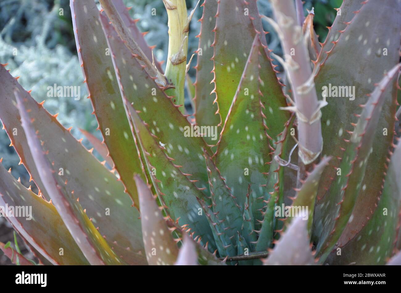 Aloe Succulent Plant Aloe vera (aloe arborescens Miller Fotografía de stock  - Alamy
