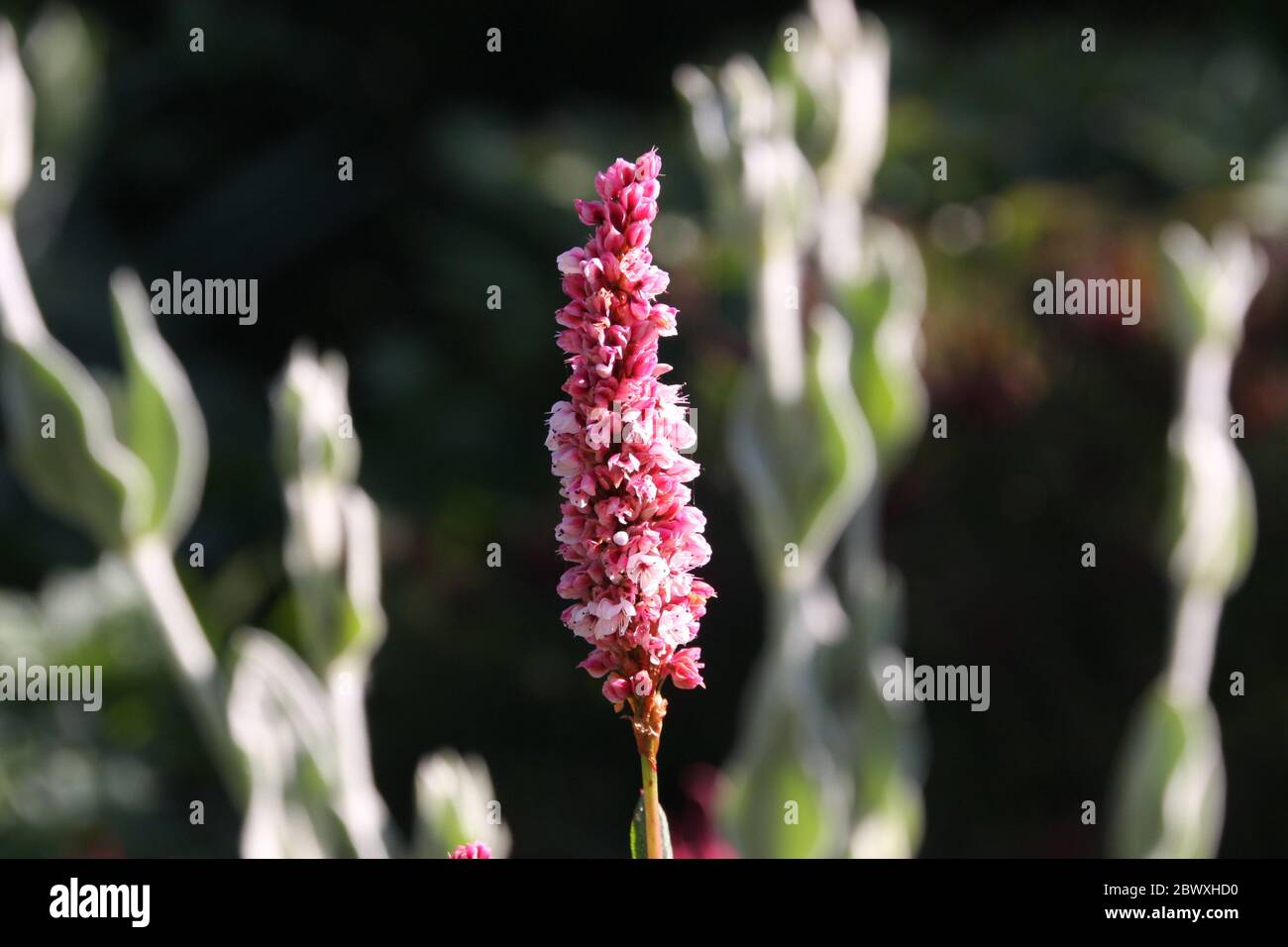 Primer plano de flores rosadas de la hierba de la nudosa bistorta affinis superbum a la luz de la mañana, frente a fondo borroso en un jardín de campo Foto de stock