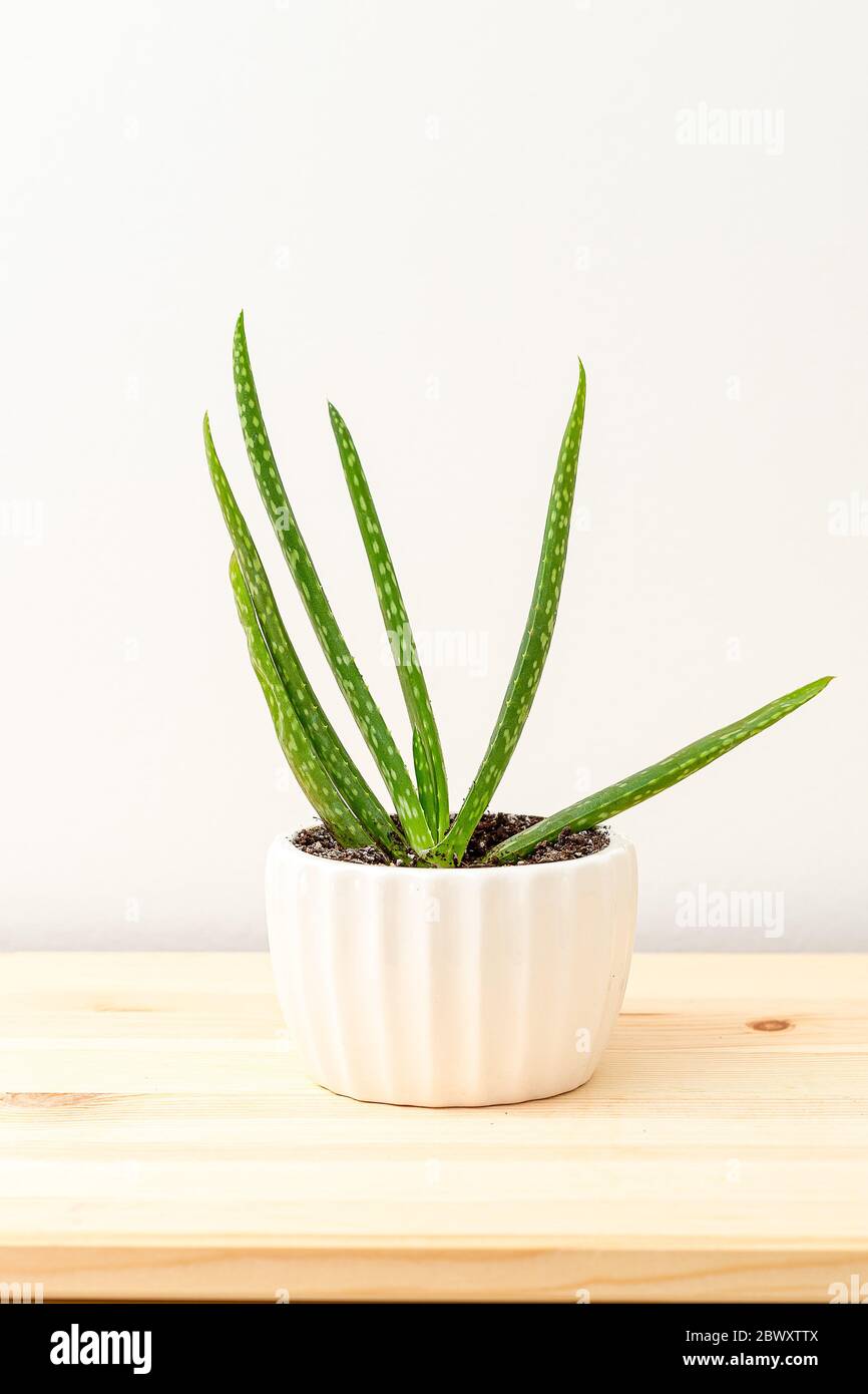 Aloe vera en maceta blanca acerámica sobre un estante de madera. Formato  vertical. Mininmal. Decoración de plantas Fotografía de stock - Alamy