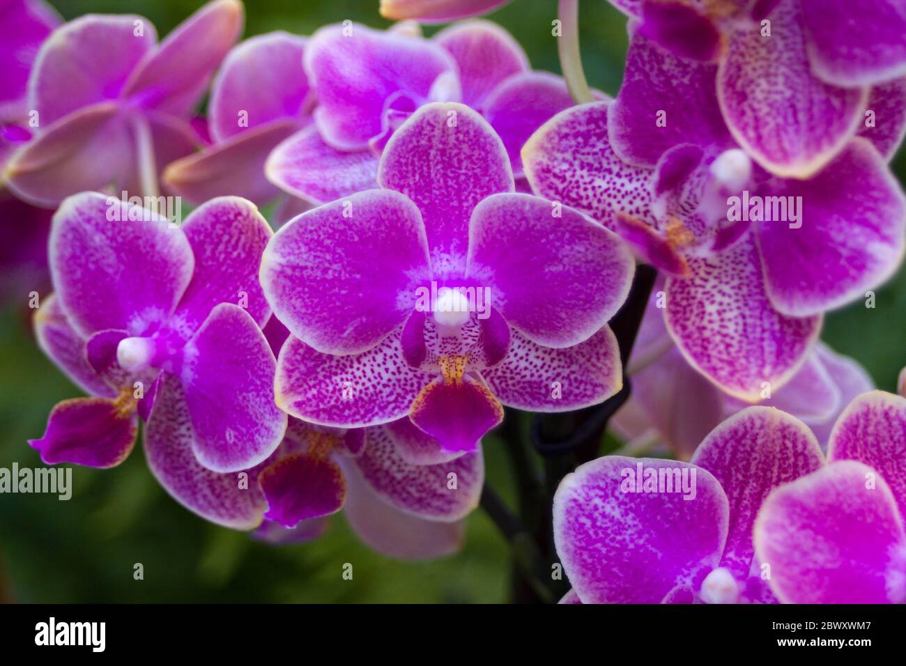 Hermosas orquídeas de color rosa o magenta en frente de fondo verde  Fotografía de stock - Alamy