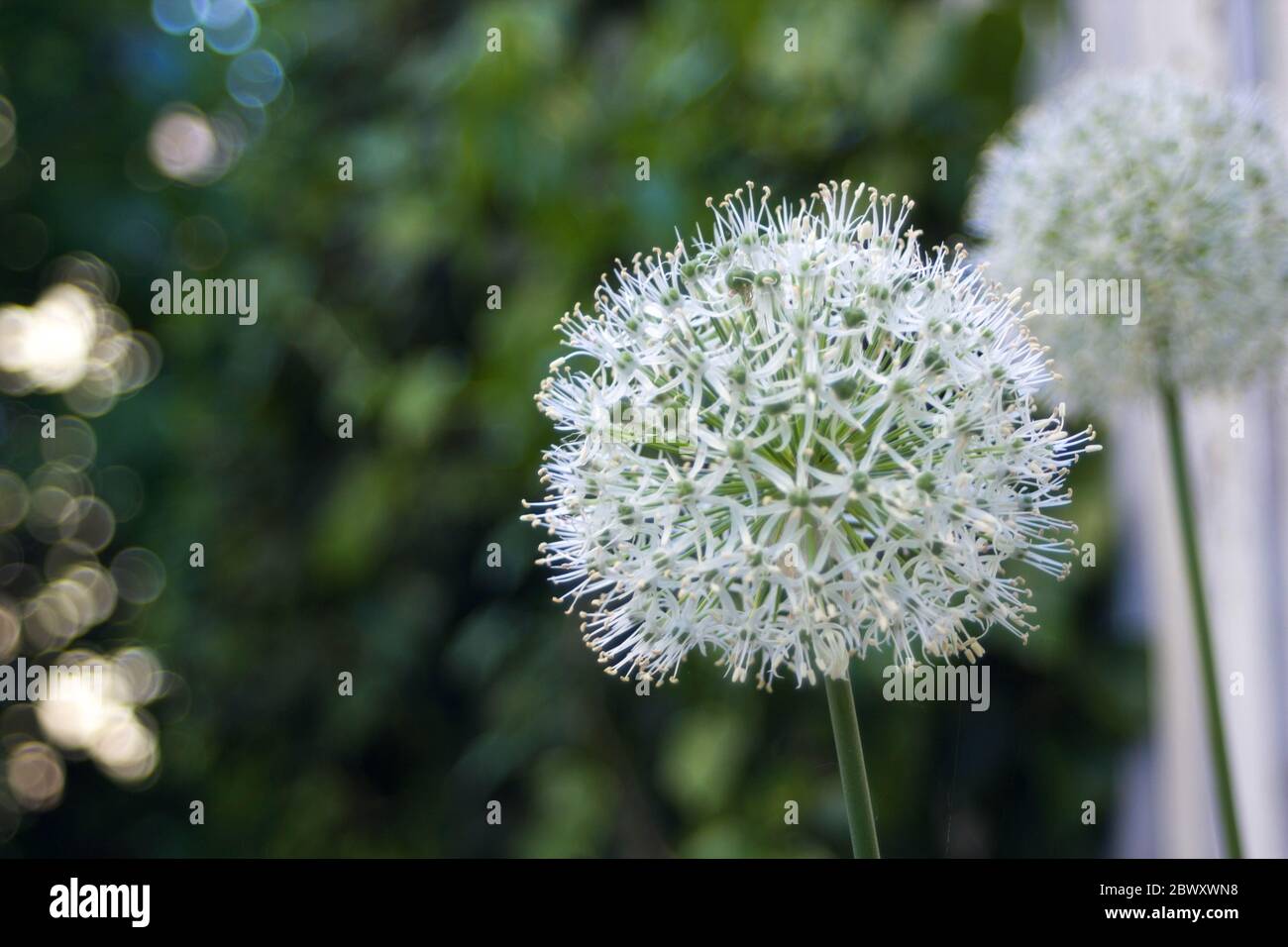 Allium stipitatum gigante blanco fotografías e imágenes de alta