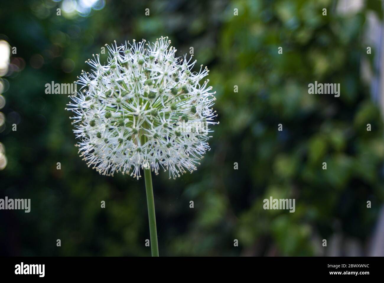 Allium stipitatum gigante blanco fotografías e imágenes de alta