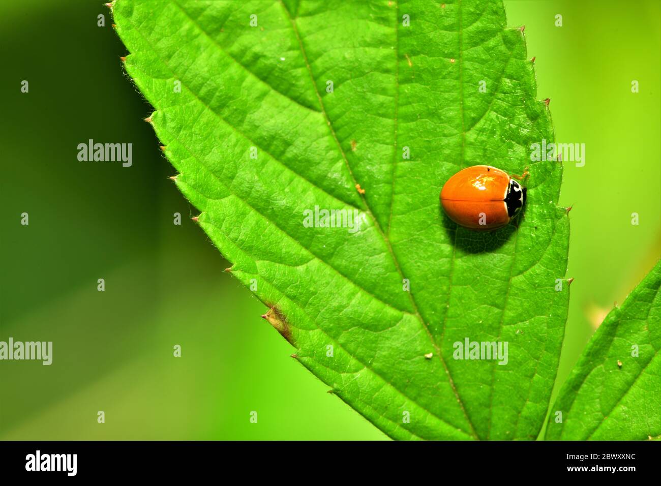 Ladybug en una hoja. Foto de stock