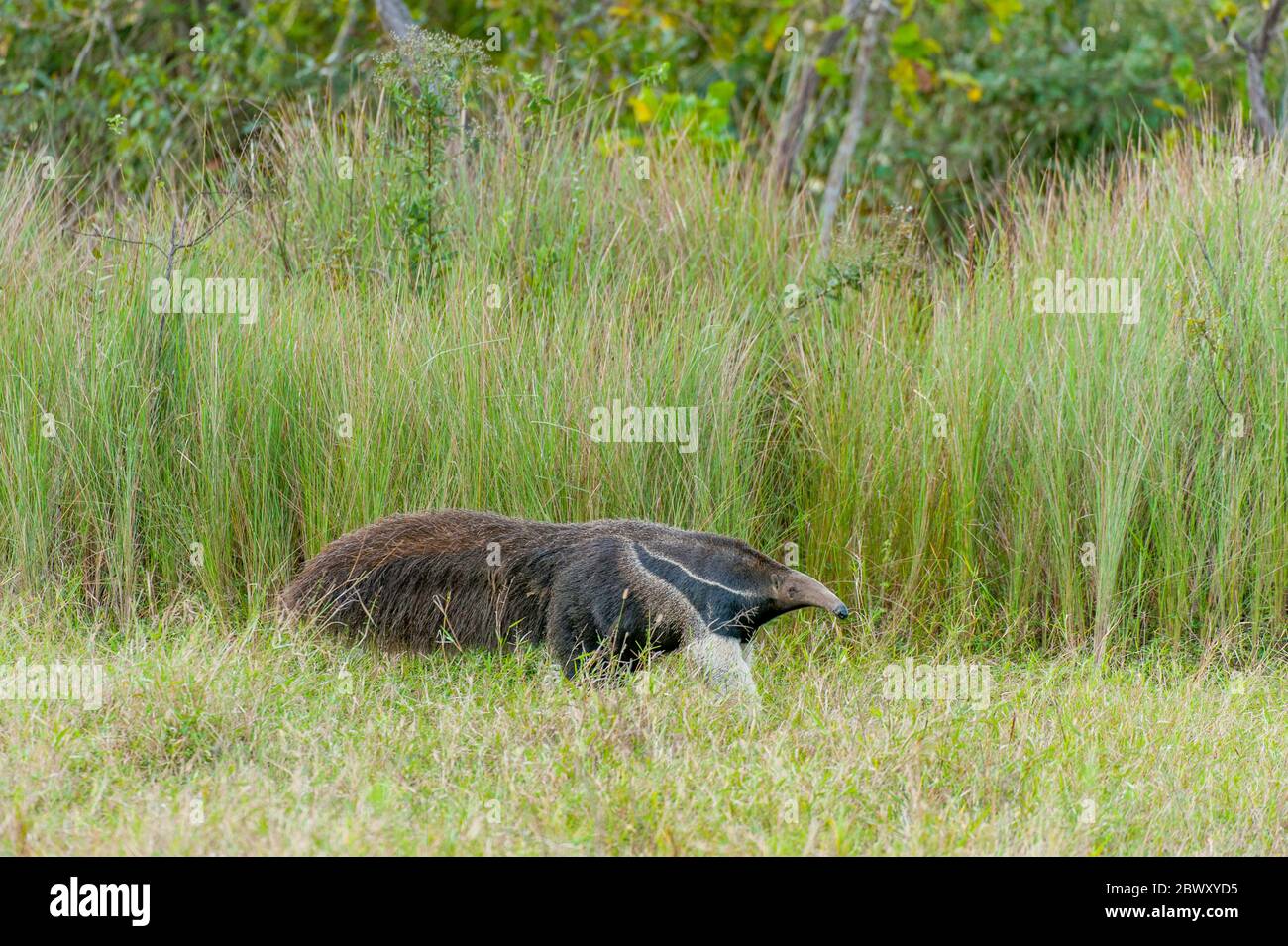 El hormiguero Gigante en peligro de extinción (Myrmecophaga tridactyla) en el Rancho Caiman en el Pantanal Sur de Brasil. Foto de stock