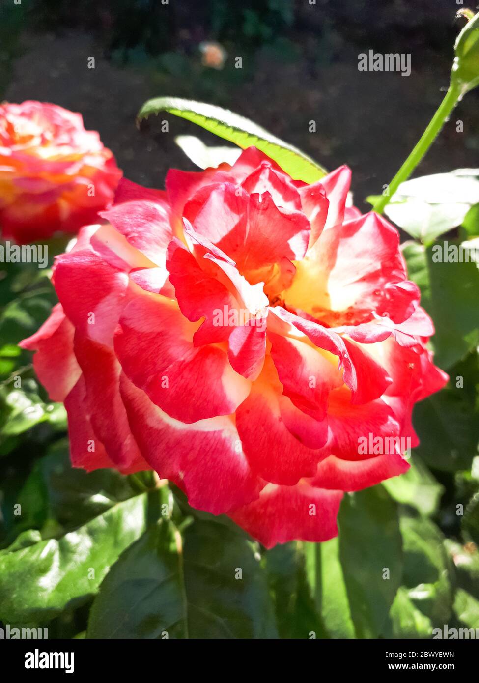 Hermosa rosa roja floreciendo en el lecho de flores. Rosas florecientes. Foto de stock