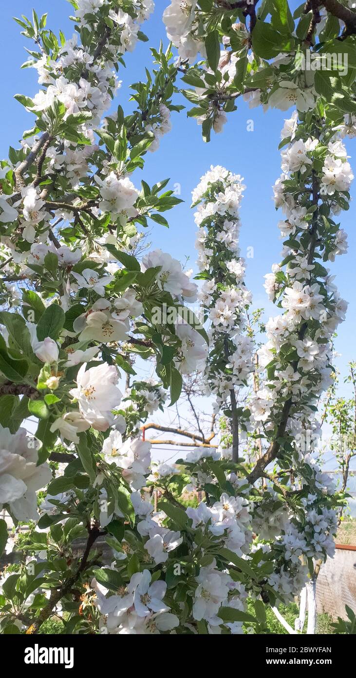 Floreciendo huerto de manzana en primavera. Flores de manzana. Foto de stock