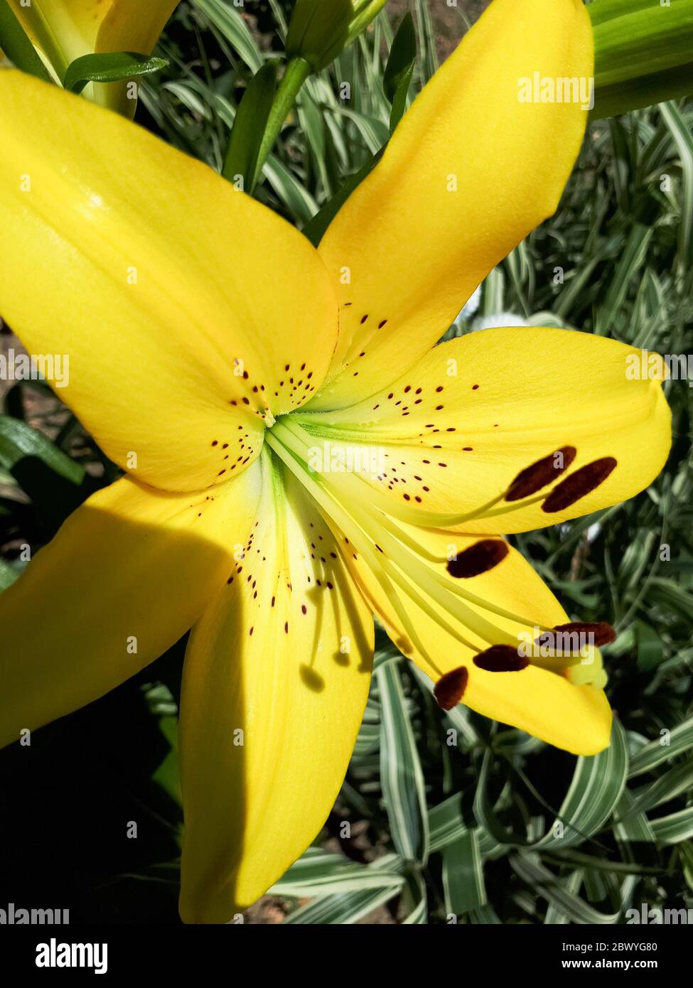 Flores de lirios amarillos en el lecho de flores. Foto de stock