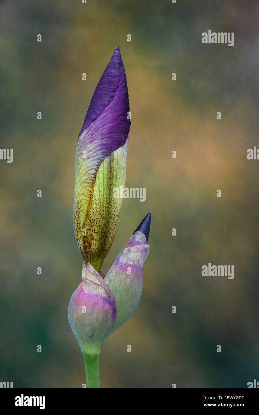 Iris naciente. Foto de stock