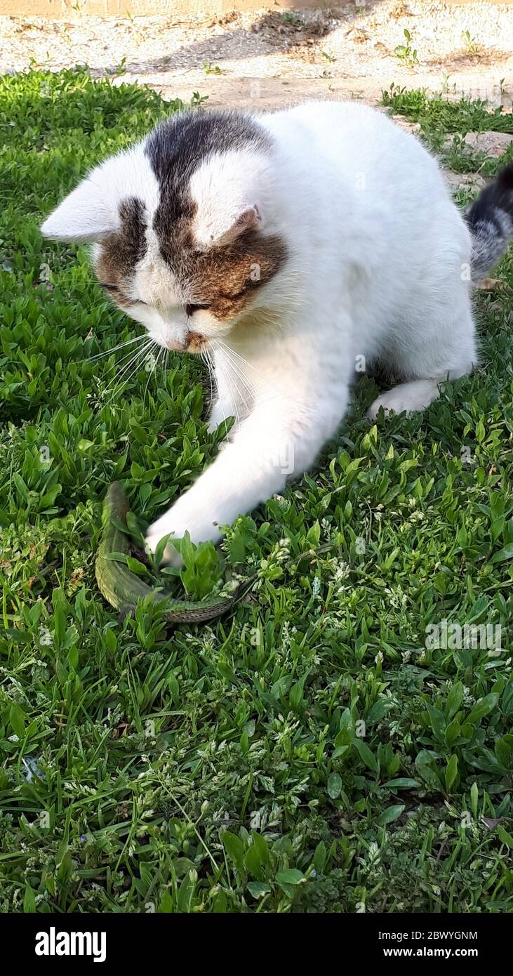 El gatito juega con un gran lagarto verde. Foto de stock