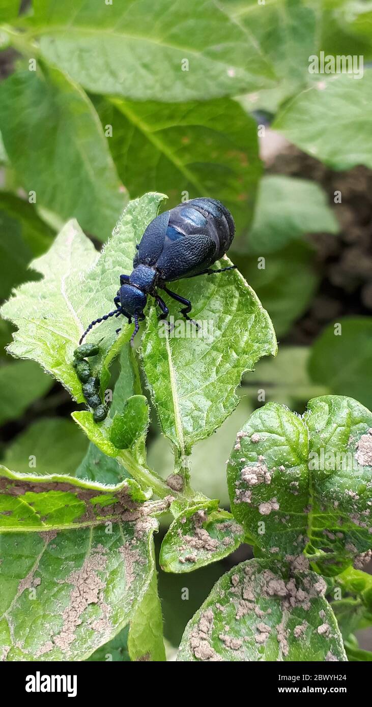 Escarabajo de color negro y azul Meloe violaceus Meloe violaceus Foto de stock