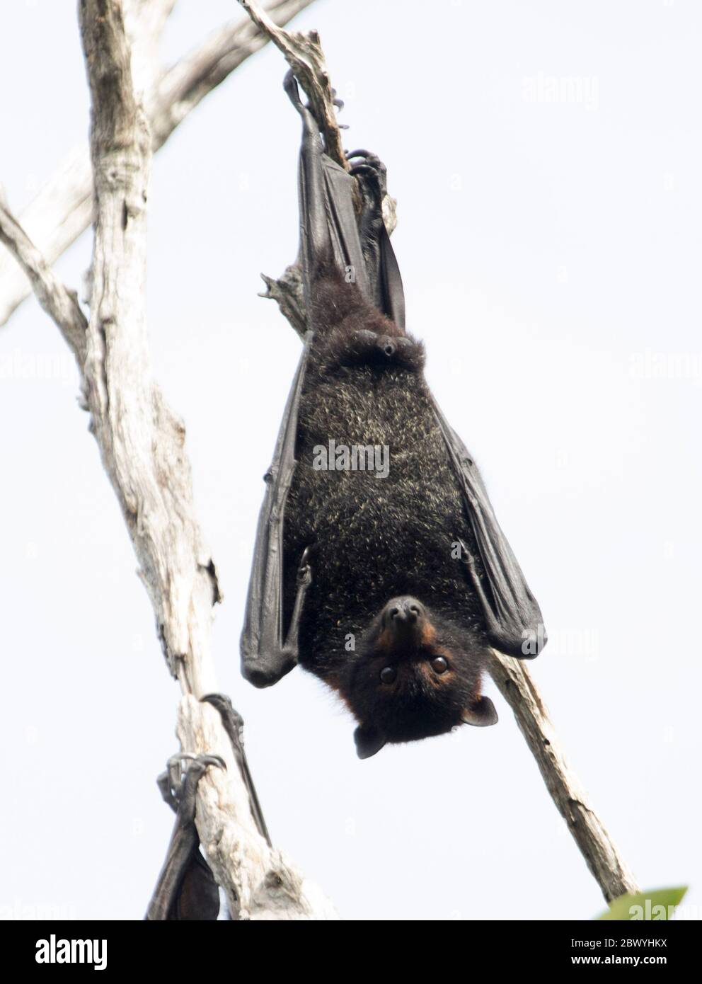 Zorro australiano de cabeza gris / murciélago de la fruta, Pteropus poliocephalus, colgando de la rama del árbol y contra el fondo del cielo claro Foto de stock