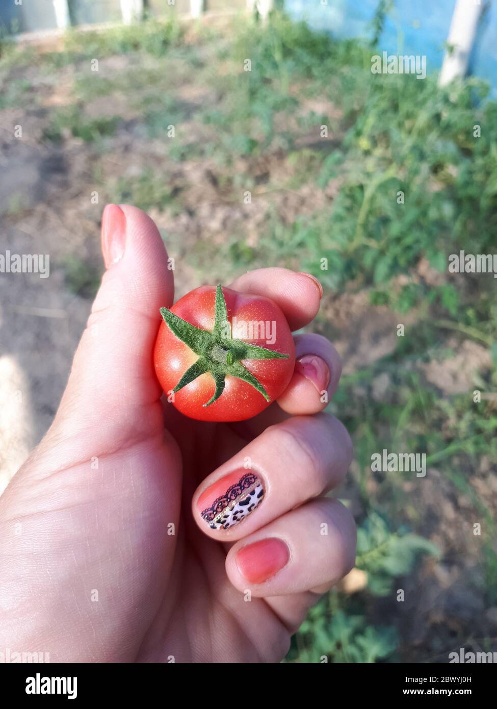 Un tomate pequeño en una mano femenina. Cosecha. Foto de stock