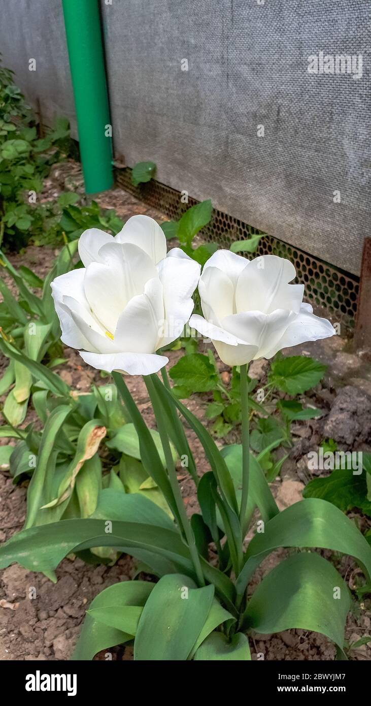 Los tulipanes están floreciendo en el lecho de flores. Brotes de tulipanes. Foto de stock