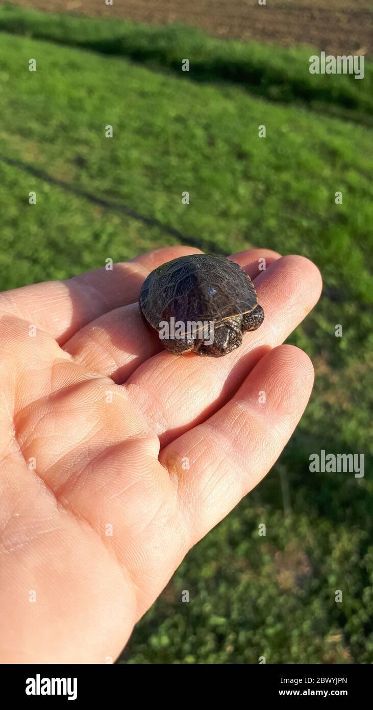 Cachorros de tortuga. Un hombre pequeño con una cáscara pequeña. Foto de stock