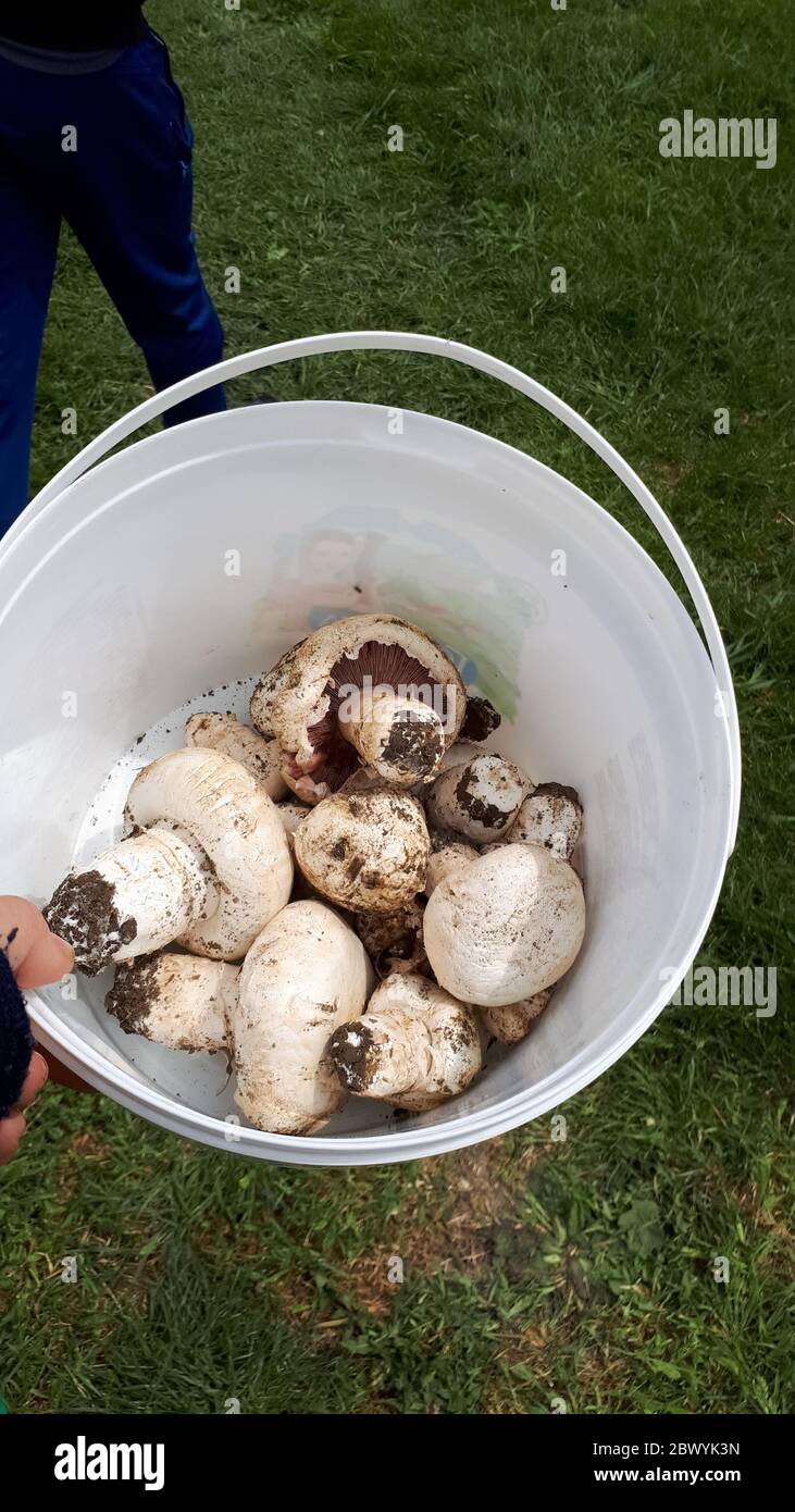 Champiñones blancos recogidos en un cubo. Recolección de hongos. Foto de stock