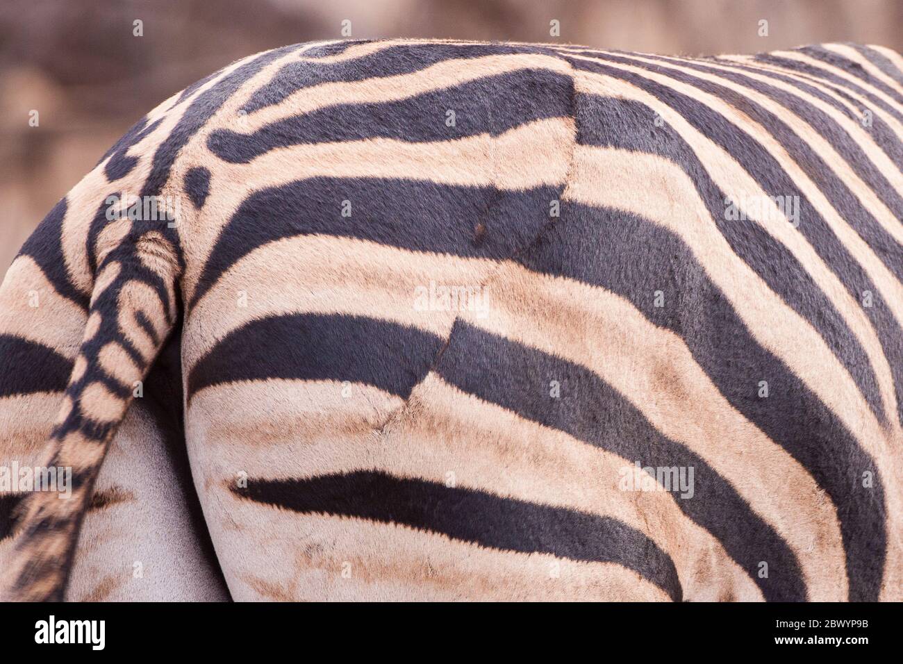 Herida curada de un ataque de León a un Parque Kruger de Zebra en Sudáfrica Foto de stock
